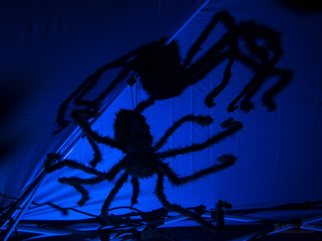 Wallpaper #SfS5OZMBKFX8bn3rL3dx325 Shadow Spider Arachtober 32 the Arachtober Group is Clos Flickr