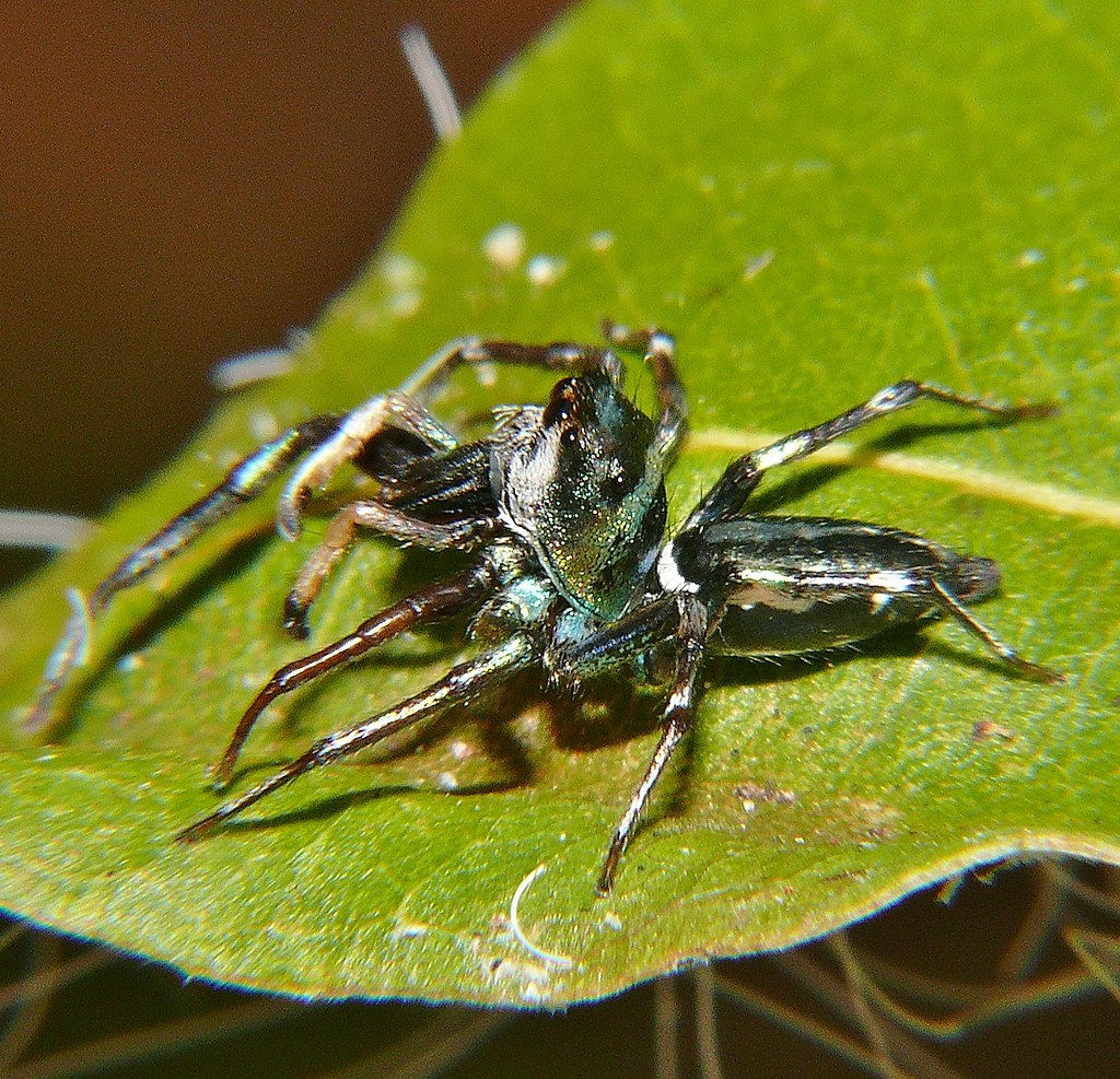 Wallpaper #wmfS65IBSpphPi3-9k4K9 Banded Metallic Green Jumping Spider Cosmophasis Micans AI Flickr