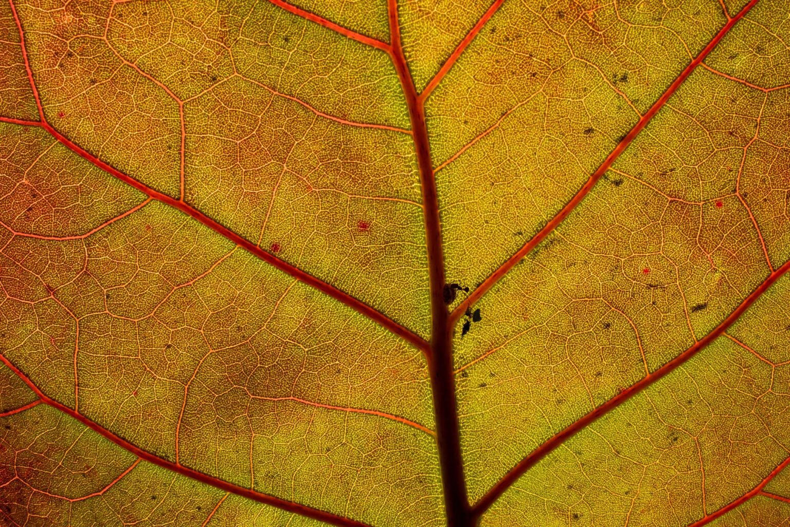 Wallpaper #tB0TLZMBlOZrFDOk0849122 35 Abstract Photography Tips and Ideas