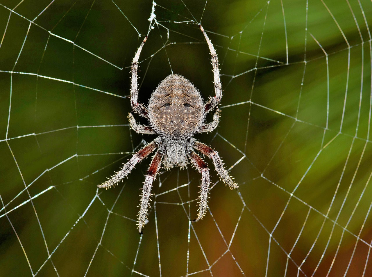 Wallpaper #9FiONJMBzN9vxX34-Dwl113 Spider Bodyparts Anatomy of Spiders