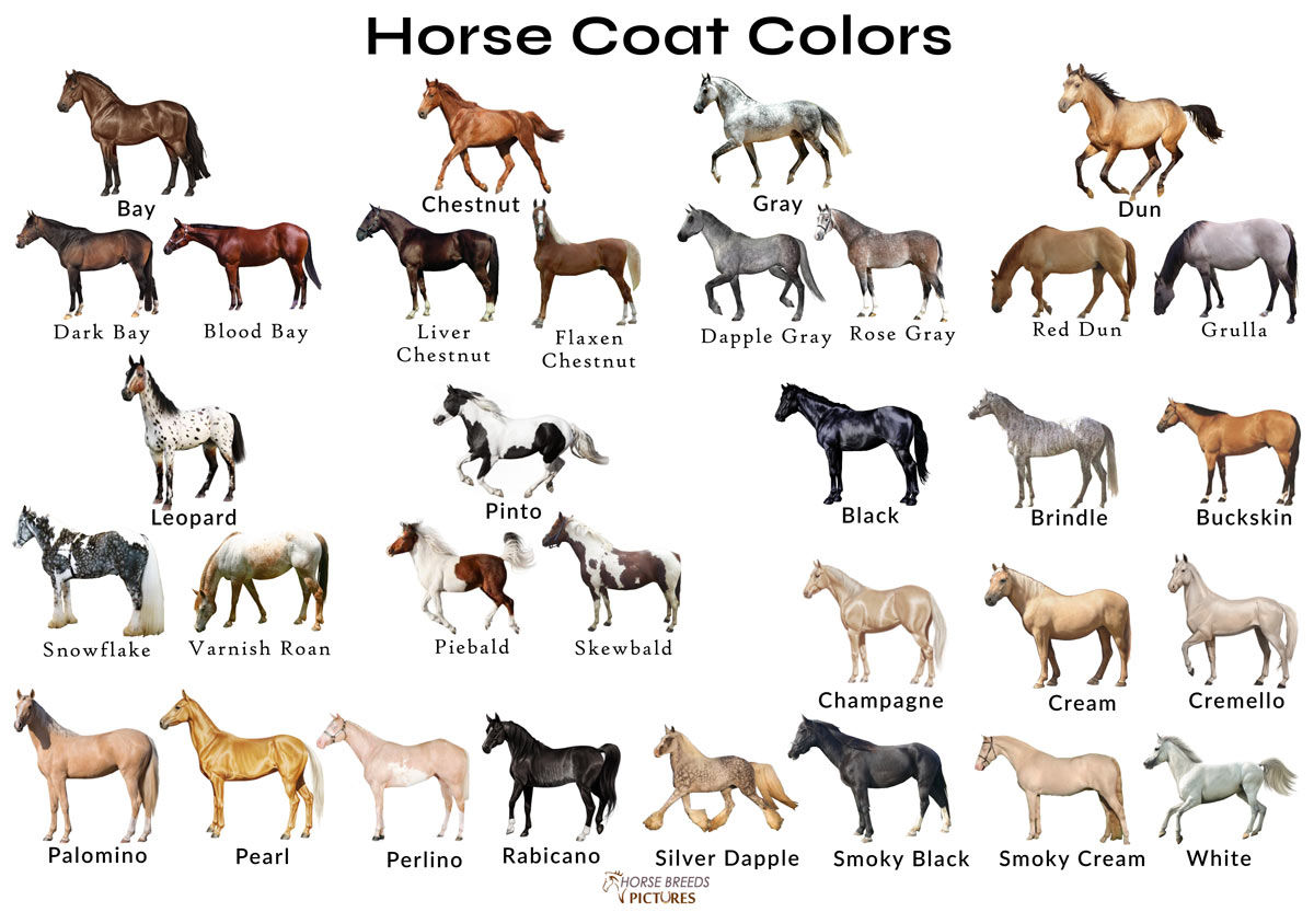 Wallpaper #ZfuAgZcBx-Hc5Y20Bqws39 What Color is a Buckskin Horse at Sharon Reynolds Blog