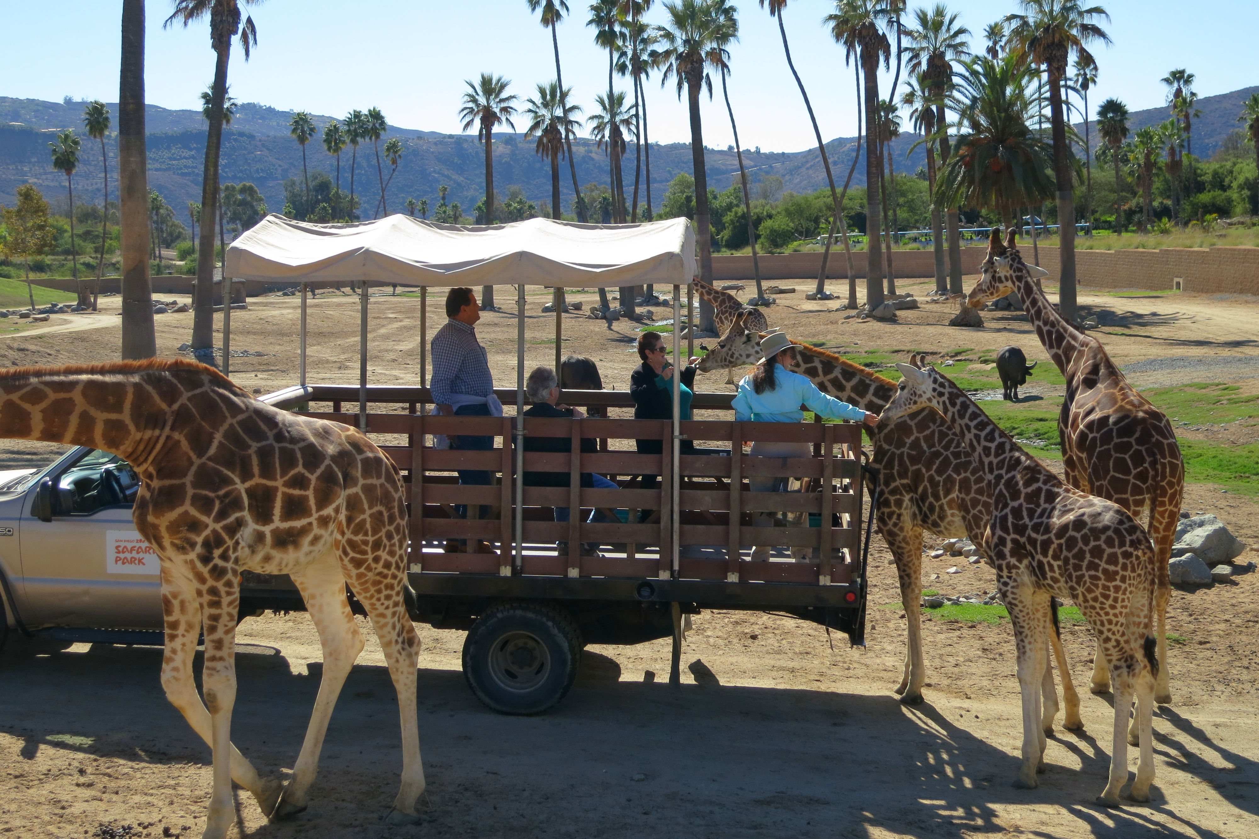 Wallpaper #Y3fvJ5MB-pgBXx6056hz128 Giraffes Caravan Safari San Diego Zoo Safari Park San Diego