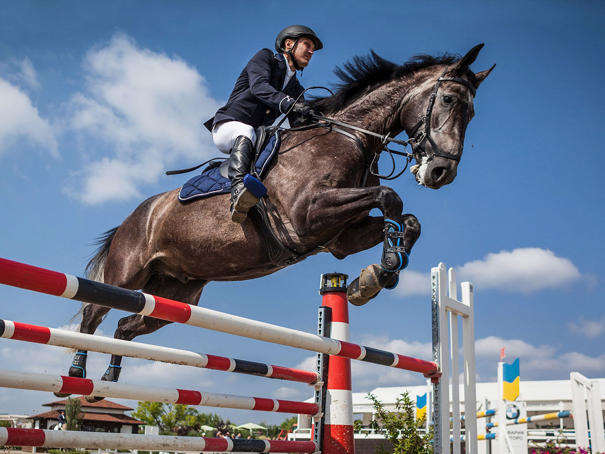 Wallpaper #Gx2aLJMBlOZrFDOk68sw232 Jumping Horses for Sale