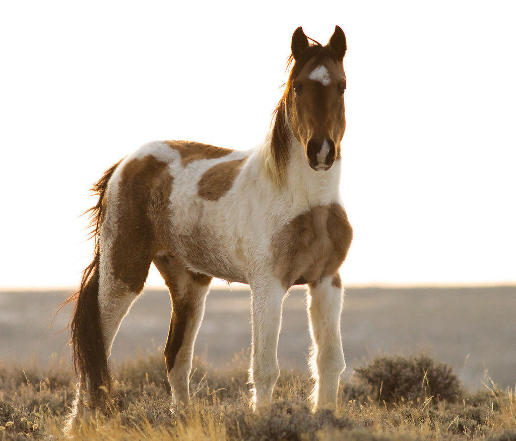 Wallpaper #YOpmVZMBlwTYPL18sg1d186 Wild Mustangs Wildlife in Photography on Thenet Forums
