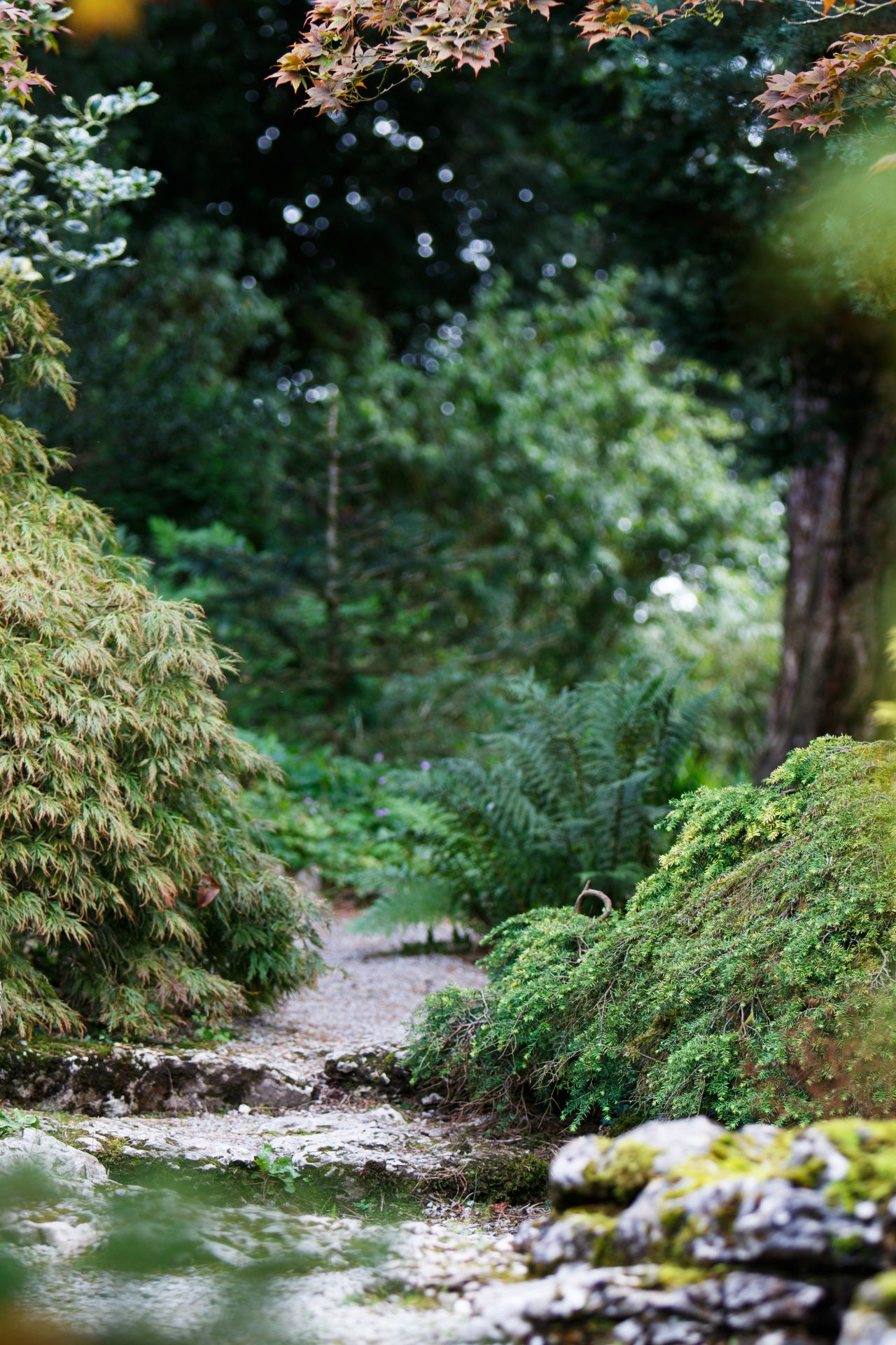 Wallpaper #r2fTEJMBSpphPi3-HPTq128 Secret Path Through Forest Free Stock Photo Public Domain Pictures