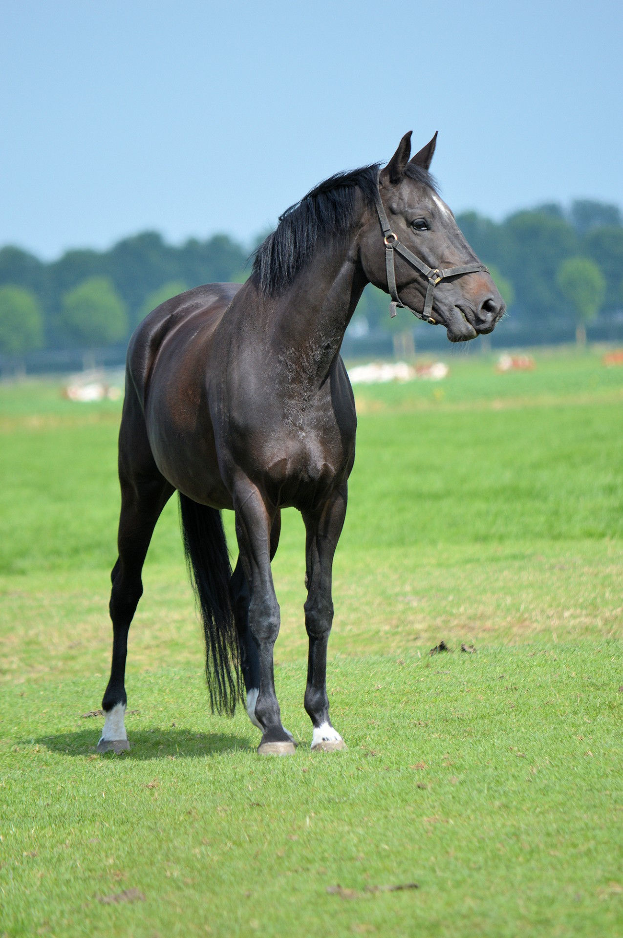 Wallpaper #CR2YLJMBlOZrFDOk0ssm82 Black Horse Free Stock Photo Public Domain Pictures