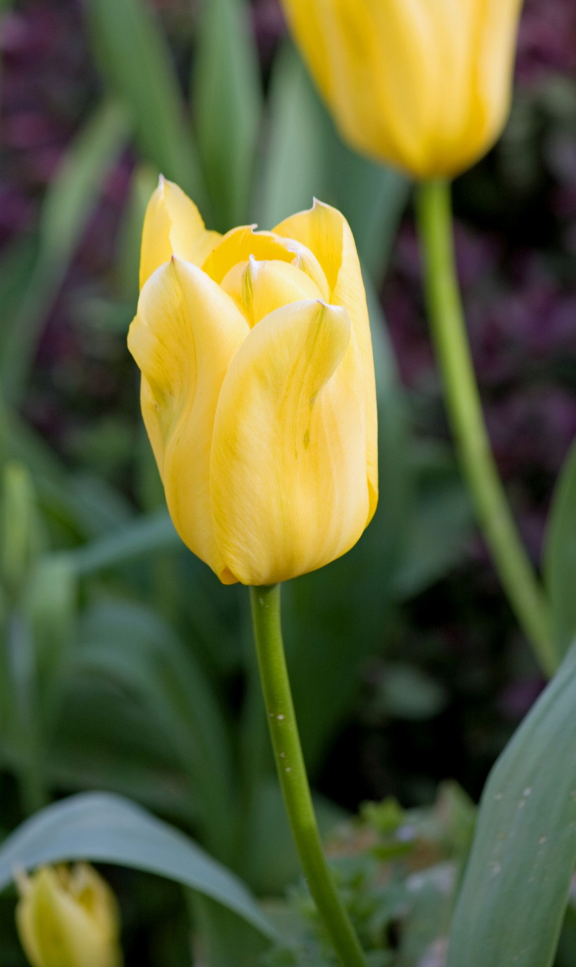 Wallpaper #0f480 Tulips Golden Varietie Stock Image Image of Grass 19338473