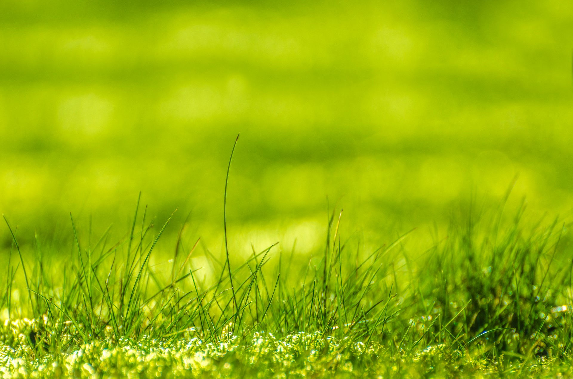 Wallpaper #i2cO9ZIBSpphPi3-vn0v271 Green Grass Free Stock Photo Public Domain Pictures