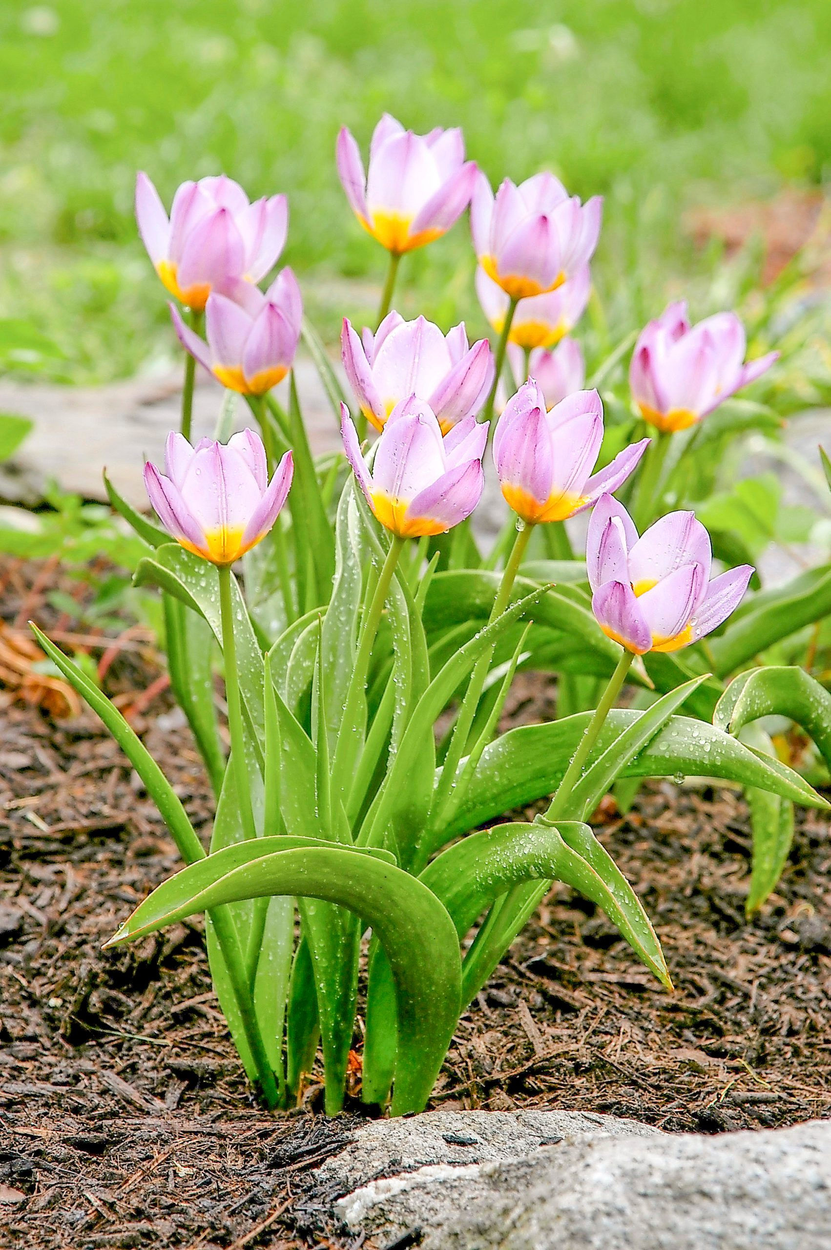 Wallpaper #0f480 Tulips Golden Varietie Stock Image Image of Grass 19338473