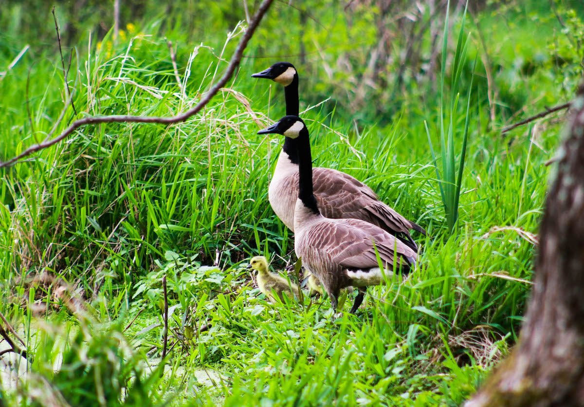 Wallpaper #4334F Canada Goose Migration a Complete Guide Birdfact