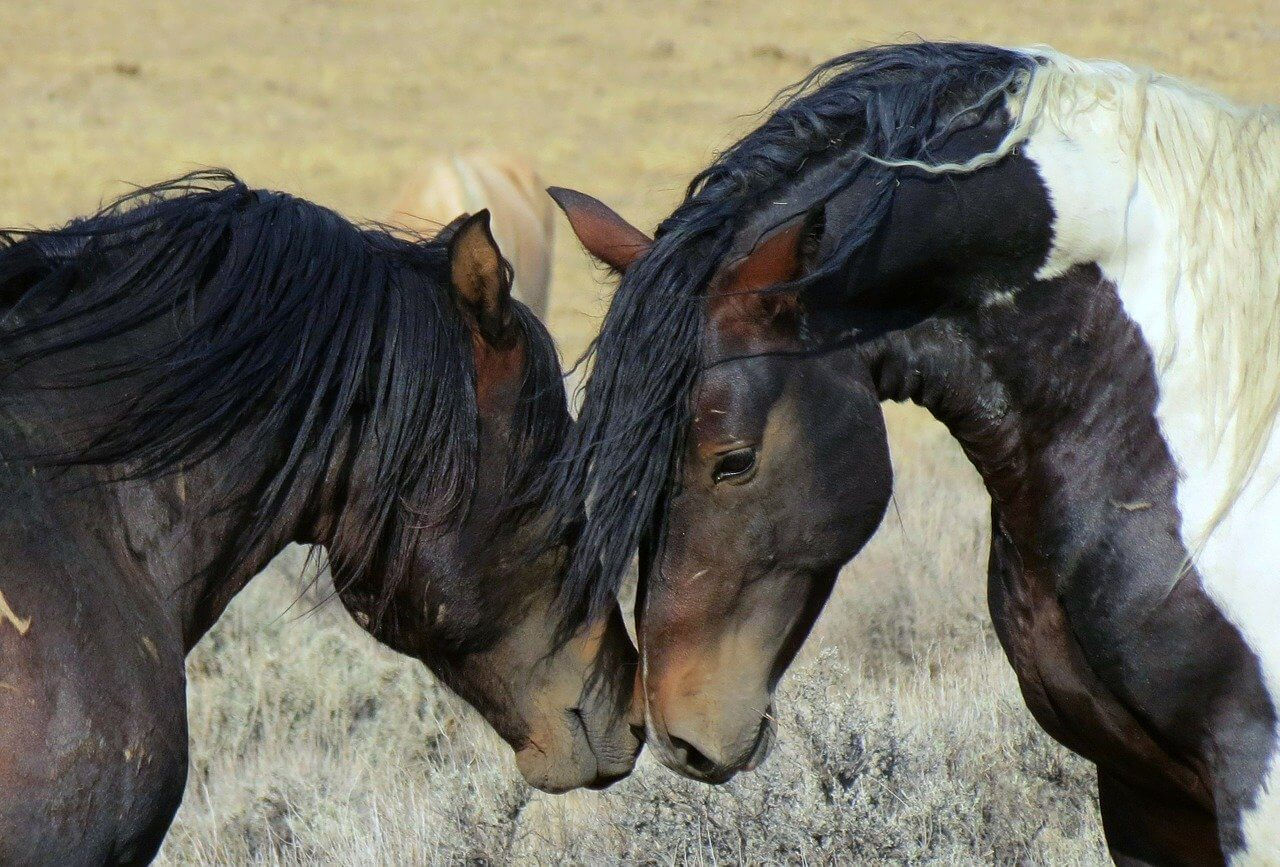 Wallpaper #ERquUZMB1yWOL4qgg4Lz246 Tips for Training Mustangs and Wild Horses Horses Foals