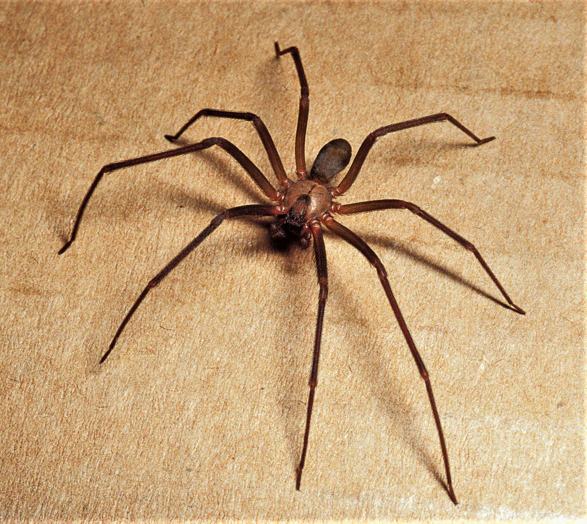 Wallpaper #82dGAZMBSpphPi3-KqlJ220 Brown Recluses Venomous Spiders Common Here but Little Danger Really