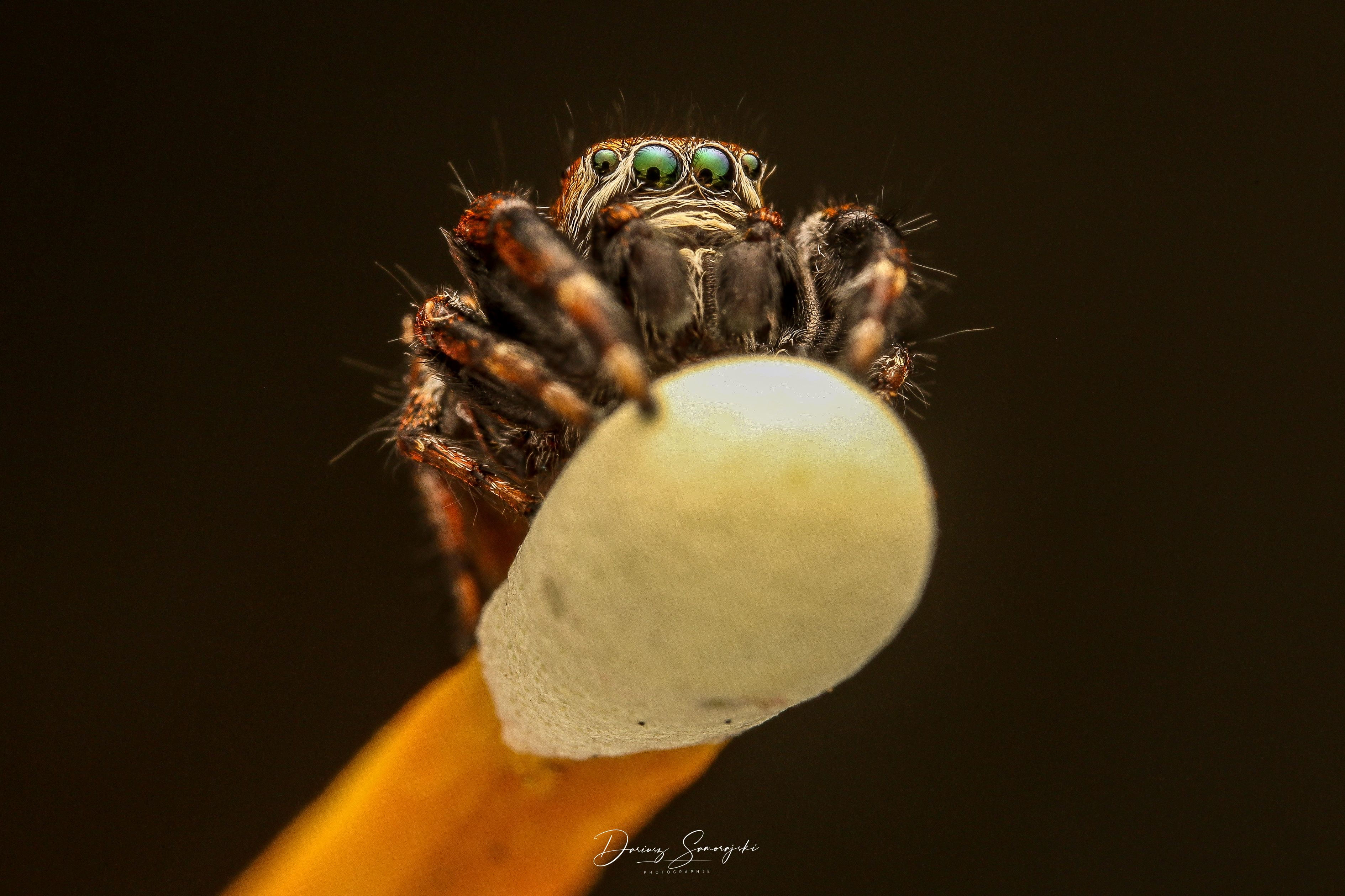 Wallpaper #wmfS65IBSpphPi3-9k4K6 Metallic Jumping Spider Galerie Fotografieat