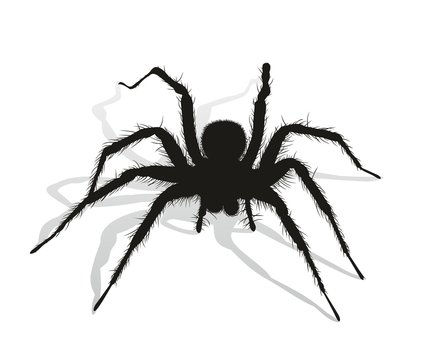 Wallpaper #71bf1 Pin by Kayleigh on Spider Drawings in 2024 Spiderman Drawing