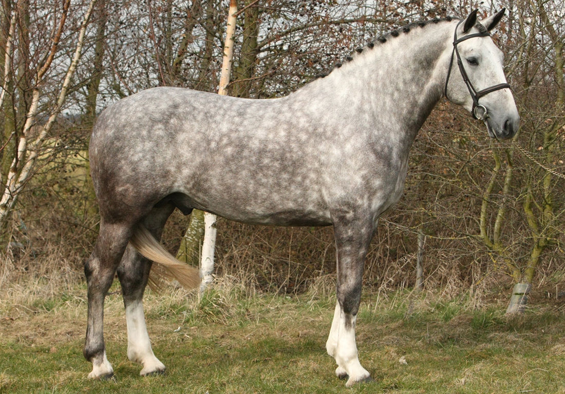 Wallpaper #ovBcgJcBi4JM6agGYCEx58 Irish Drought Horse Gallop to Discover