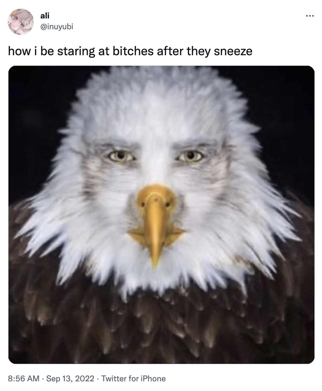 Wallpaper #lGeUCZMBSpphPi3-fNDx242 Staring Eagle Man Meme Staring Eagle Know Your Meme