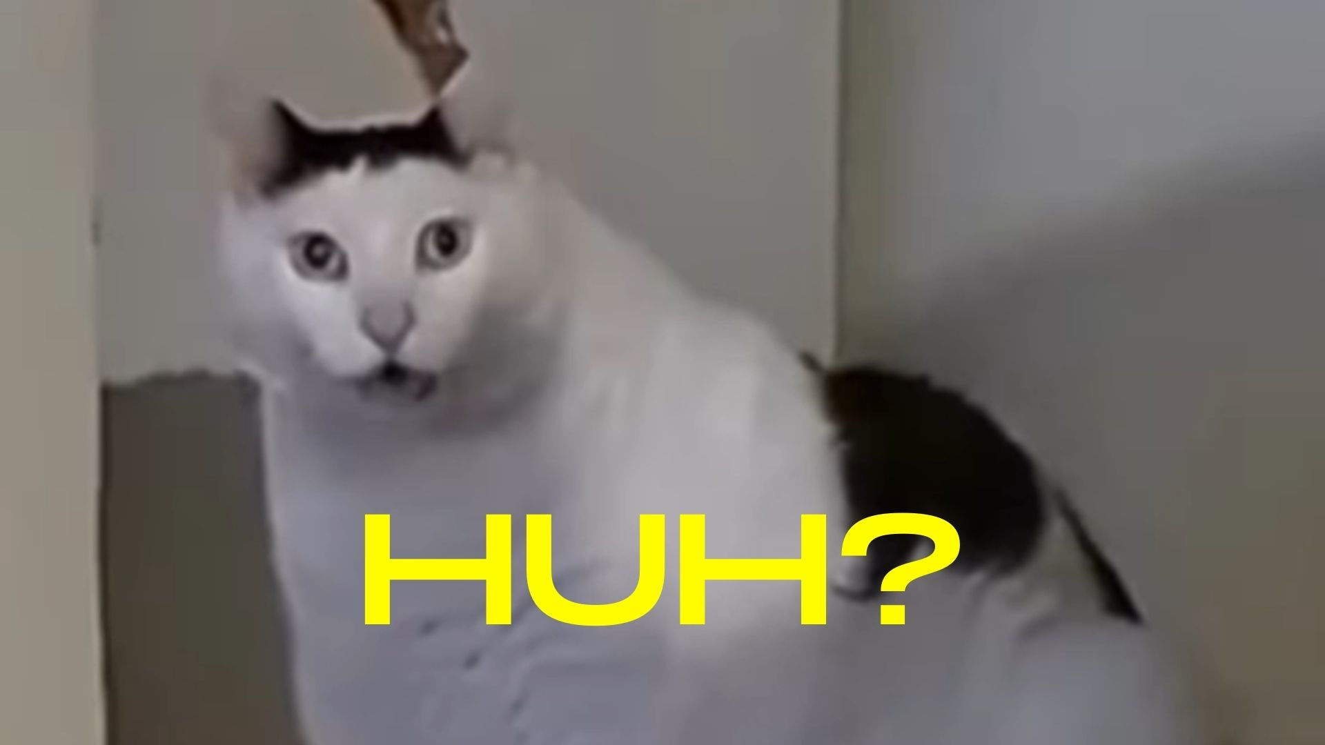 Wallpaper #lGeUCZMBSpphPi3-fNDx269 Huh Cat Video Gallery Know Your Meme