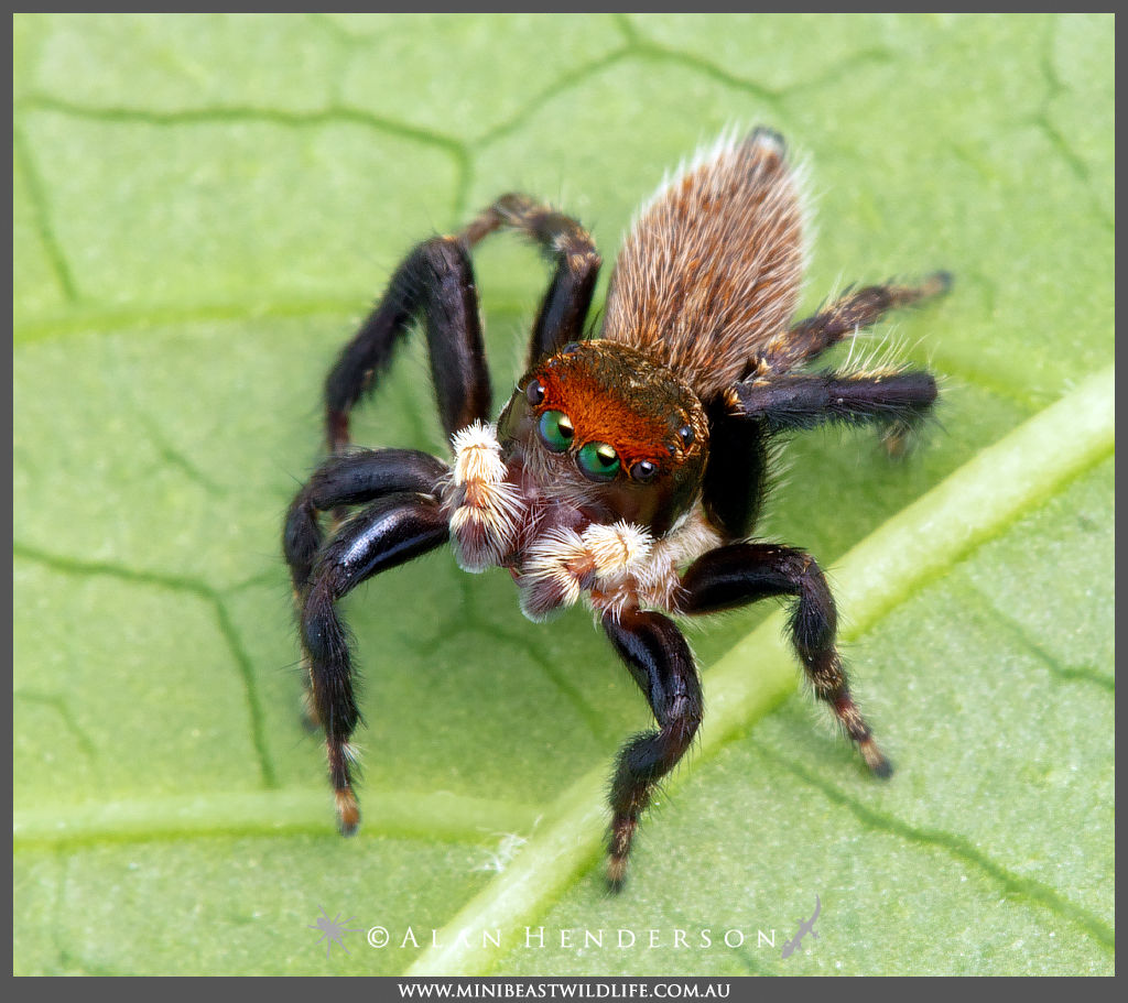 Wallpaper #e2dv9JIBSpphPi3-JXru25 Giant Australian Jumping Spider