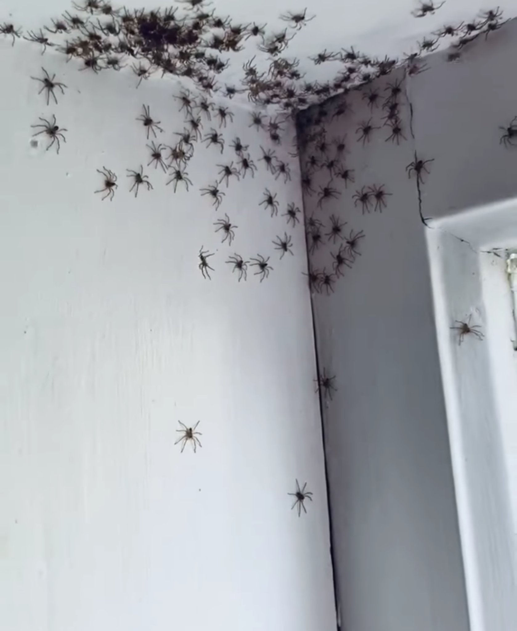 Wallpaper #zGexDZMBSpphPi3-sebl177 Why Do Spiders Go in Corners at Joe Brooks Blog