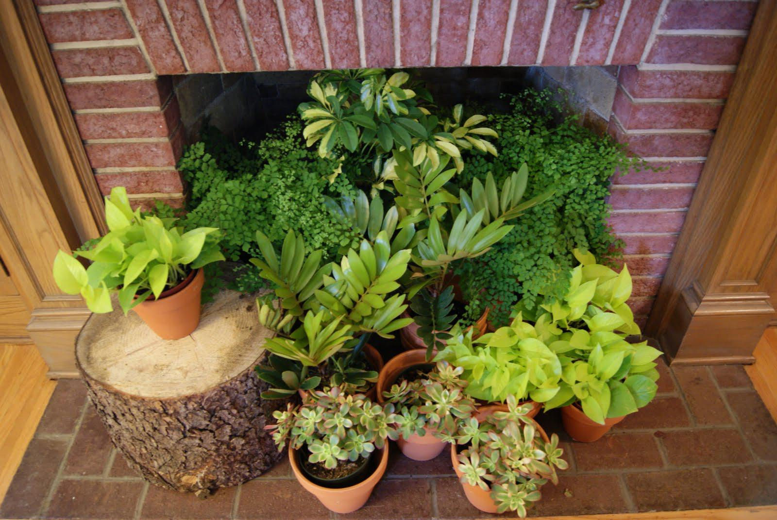 Wallpaper #b5610 30 Pretty House Plants Ideas for Living Room Decoration Living Room