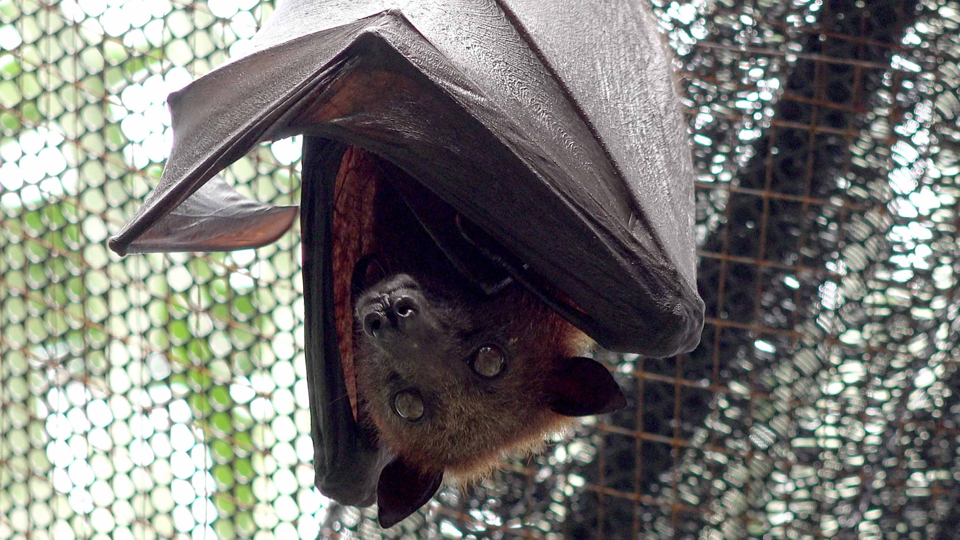Wallpaper #W-81TJMBMN-XEVvVwD3k33 Flying Foxes Bad Press Overshadows Value to Ecosystem Cgtn