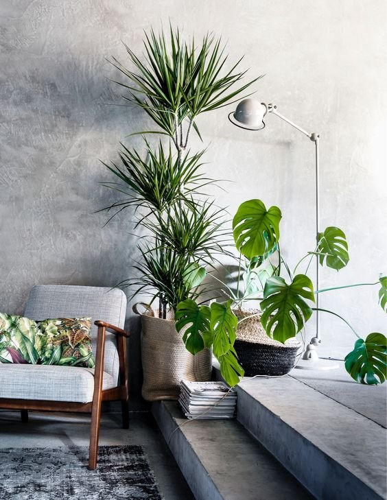 Wallpaper #b5610 30 Pretty House Plants Ideas for Living Room Decoration Living Room