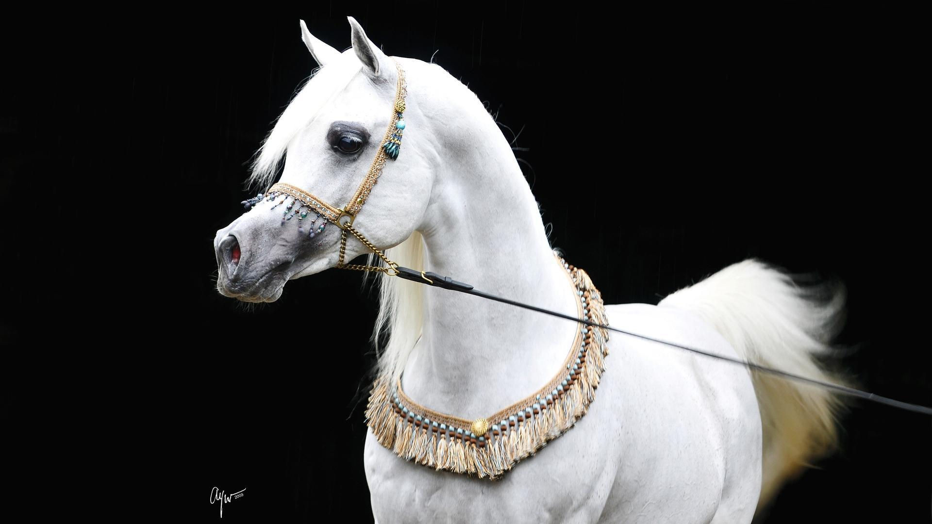 Wallpaper #-x2ULJMBlOZrFDOkz8qk92 White Arabian HD Desktop Wallpaper Widescreen High Definition