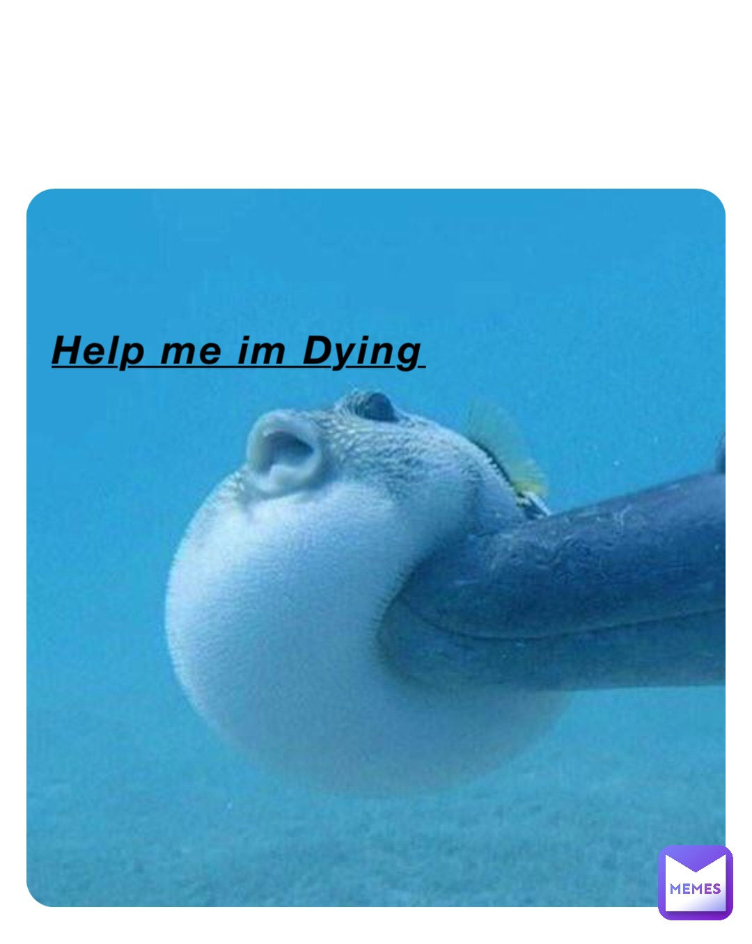 Wallpaper #h88dO5MBOBUYluQY-Lr3395 Help Me Im Dying at Hsheshtb Memes