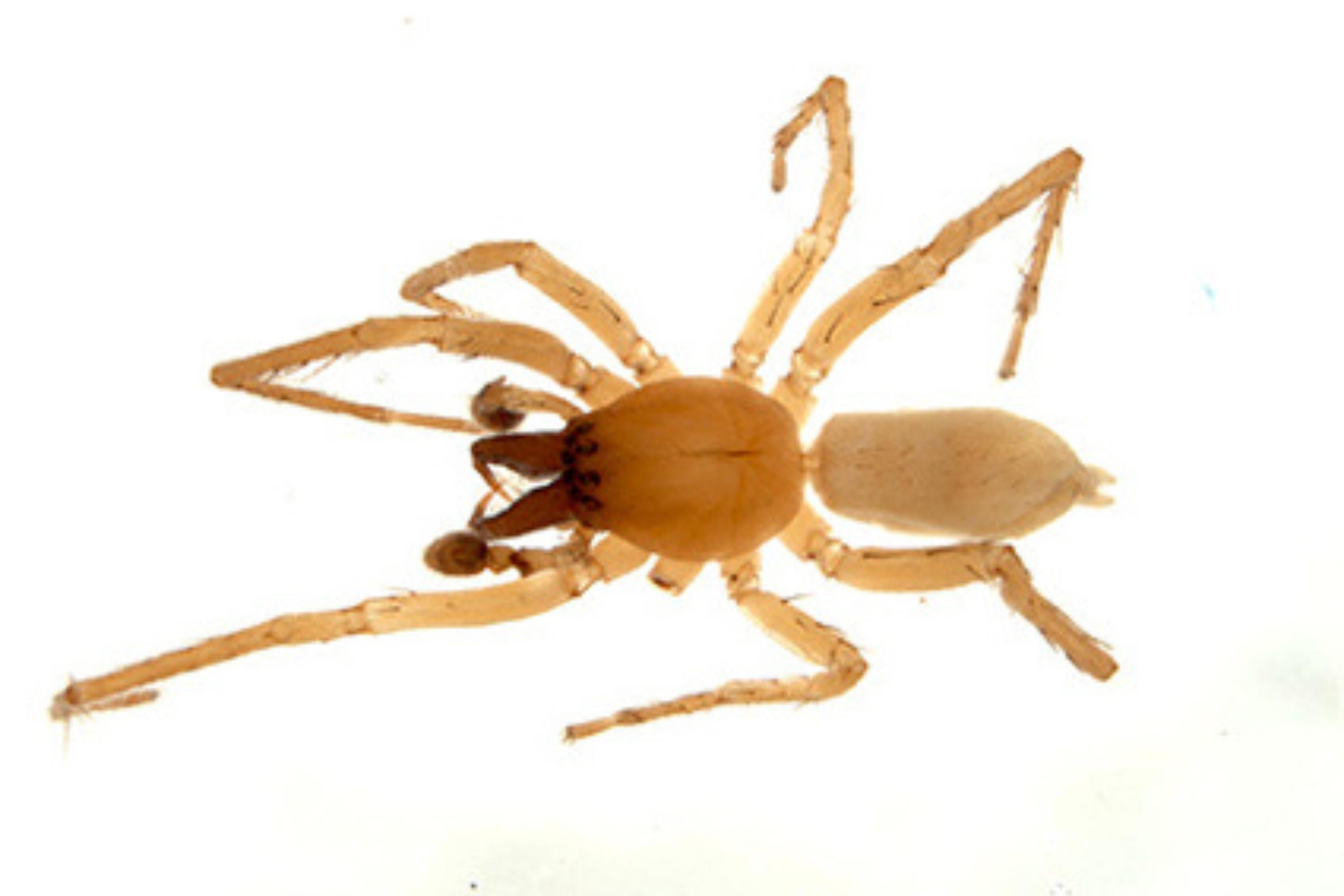 Wallpaper #RfS4OZMBKFX8bn3rZXfT288 Scientists Reveal New Ghost Spider Found at Power Plant