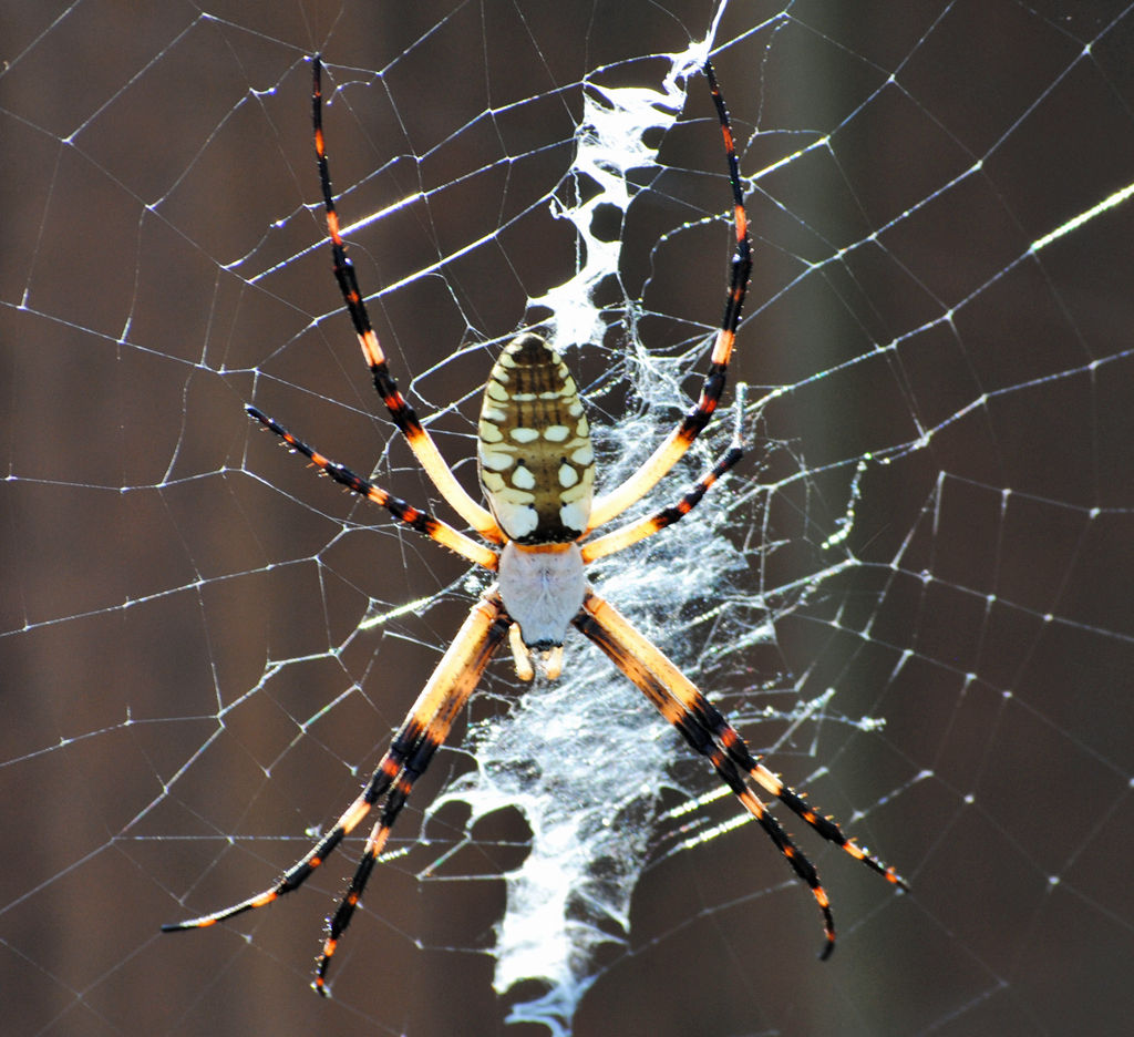 Wallpaper #GvSnOZMBKFX8bn3rXXez114 Male and Female Yellow Garden Spiders in Texas Bugs in the News