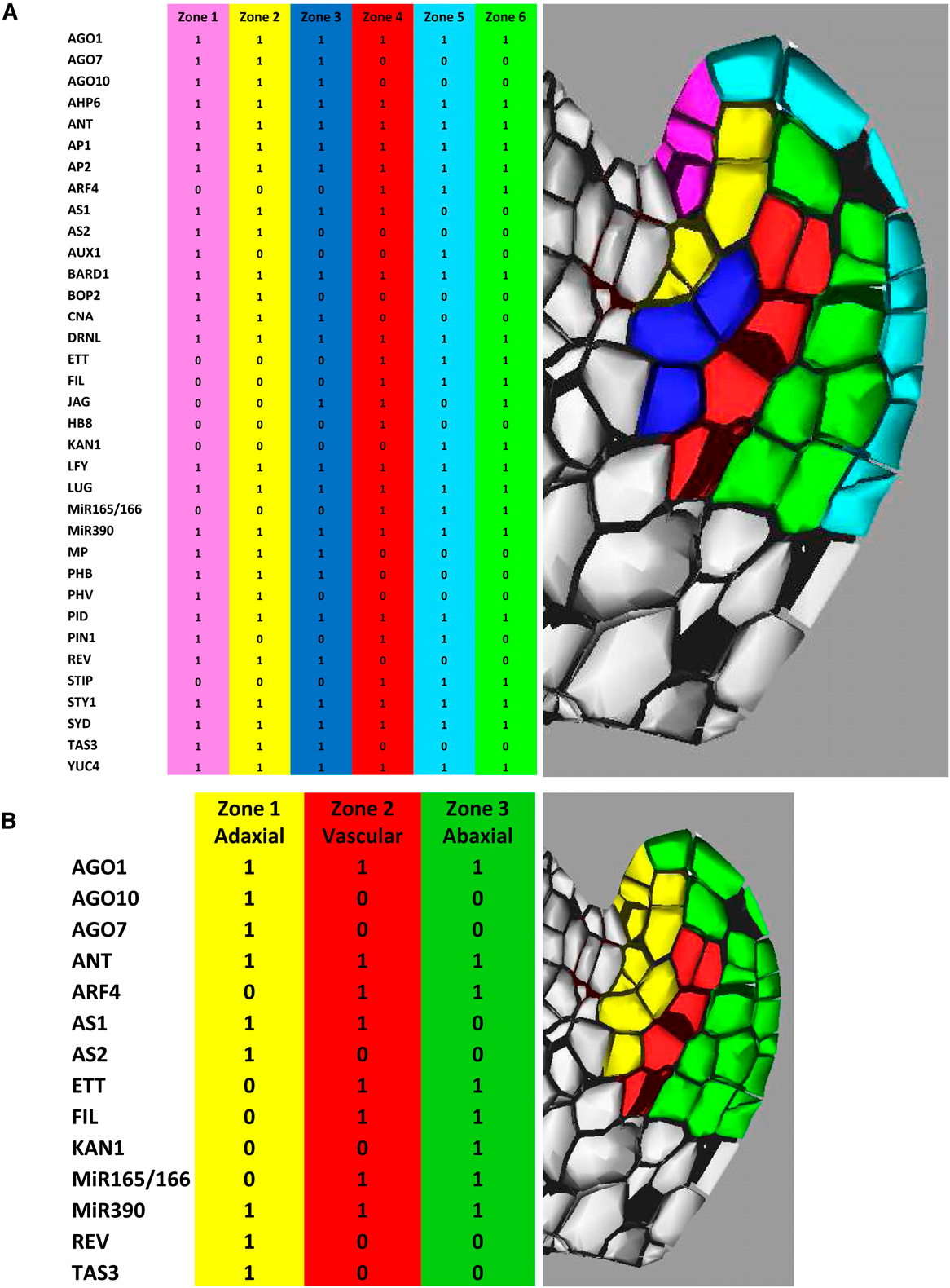 Wallpaper #OmcG7JIBSpphPi3-KVAb162 Figure 2 from a Data Driven Integrative Model of Sepal Primordium