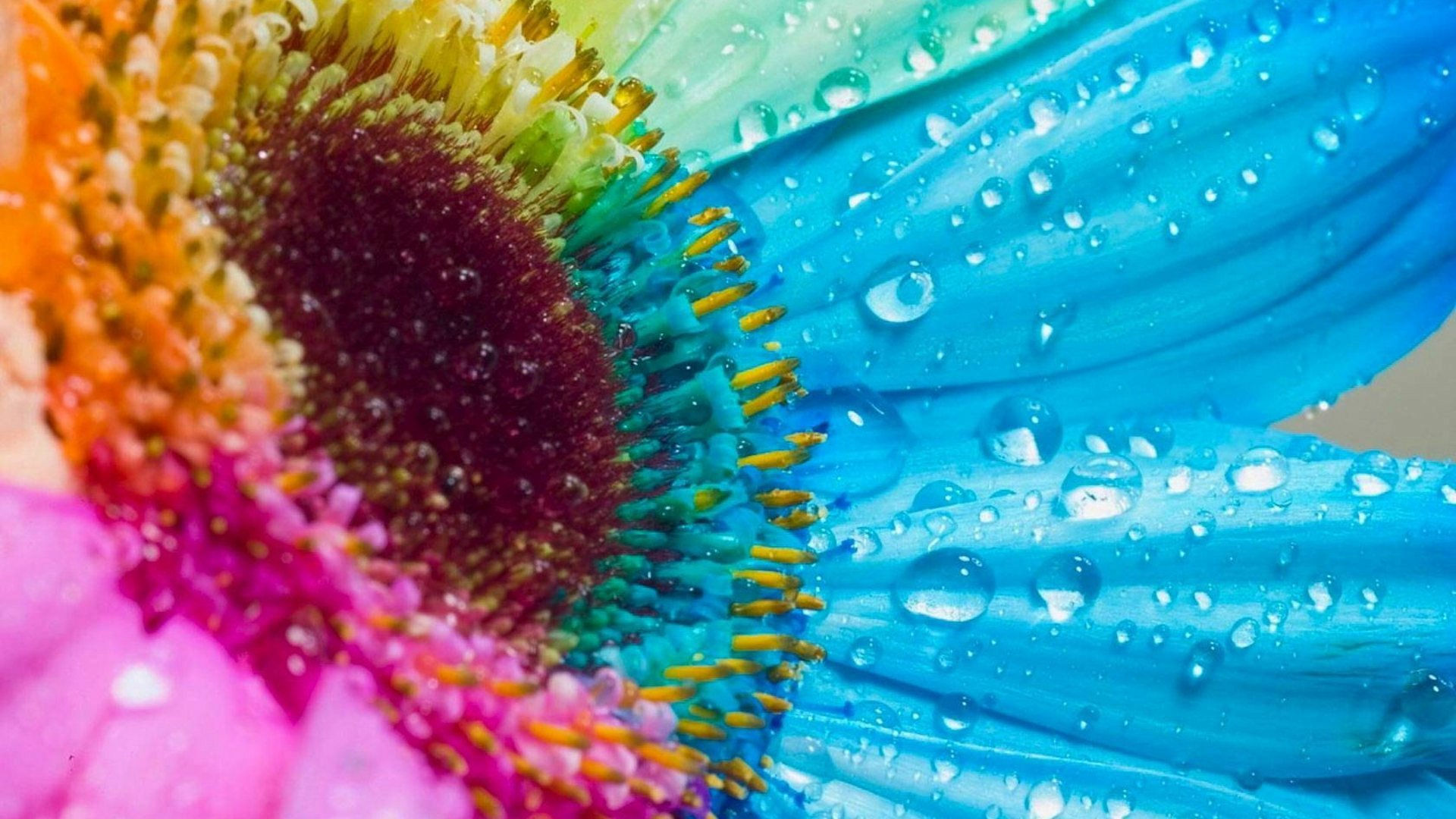 Wallpaper #gHdqKJMB-pgBXx60Yaql155 Flowers Macro HD Wallpapers