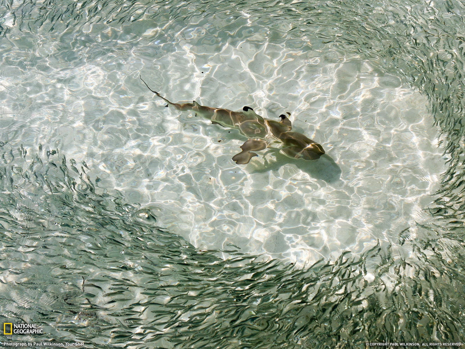 Wallpaper #uh25LJMBlOZrFDOkessc93 Amazing Animal Pictures from National Geographic July 2011 Amazing