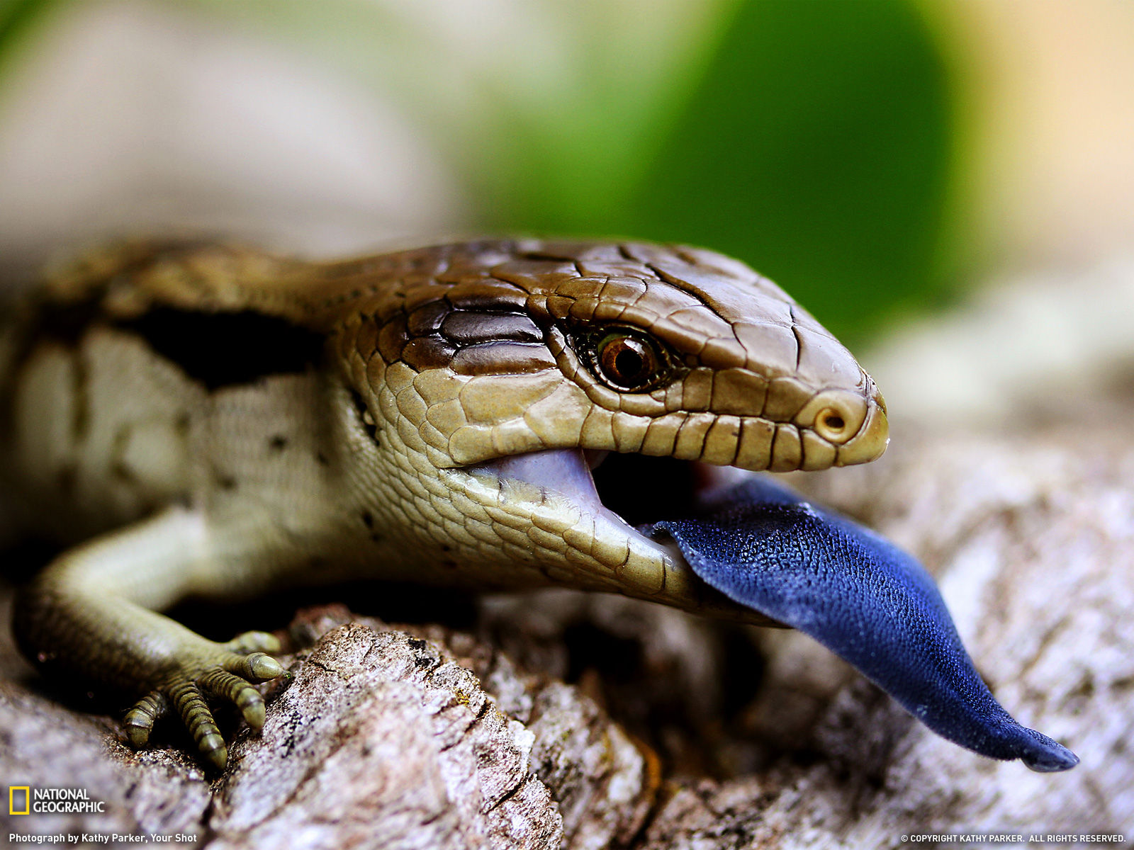 Wallpaper #uh25LJMBlOZrFDOkessc68 Amazing Animal Pictures from National Geographic July 2011 Amazing