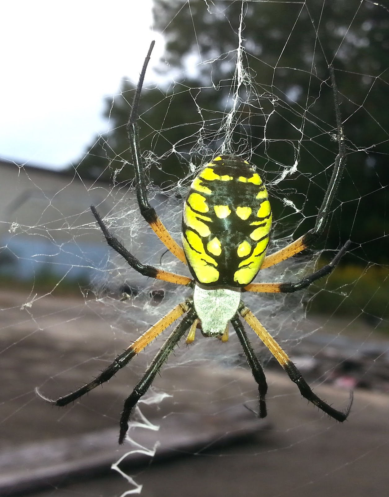 Wallpaper #82dGAZMBSpphPi3-KqlJ253 North Georgia Naturalist Yellow Garden Spider Argiope Aurantia