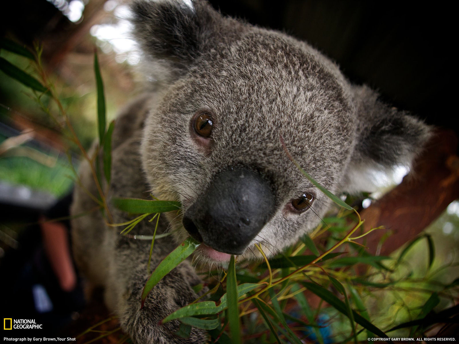 Wallpaper #uh25LJMBlOZrFDOkessc32 Amazing Animal Pictures from National Geographic July 2011 Amazing
