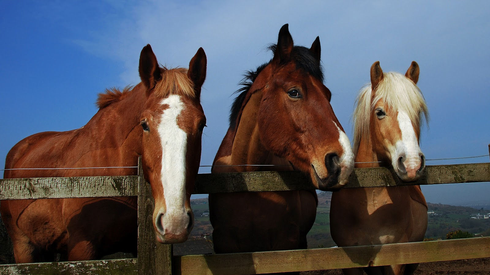 Wallpaper #9h2ULJMBlOZrFDOkbsoH308 Wallpapers World Horse Wallpapers Free Download for Desktop 1920x1080