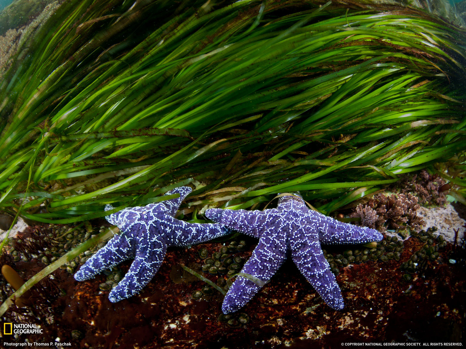Wallpaper #uh25LJMBlOZrFDOkessc145 National Geographic Photo of the Day August 2011 Amazing Creatures