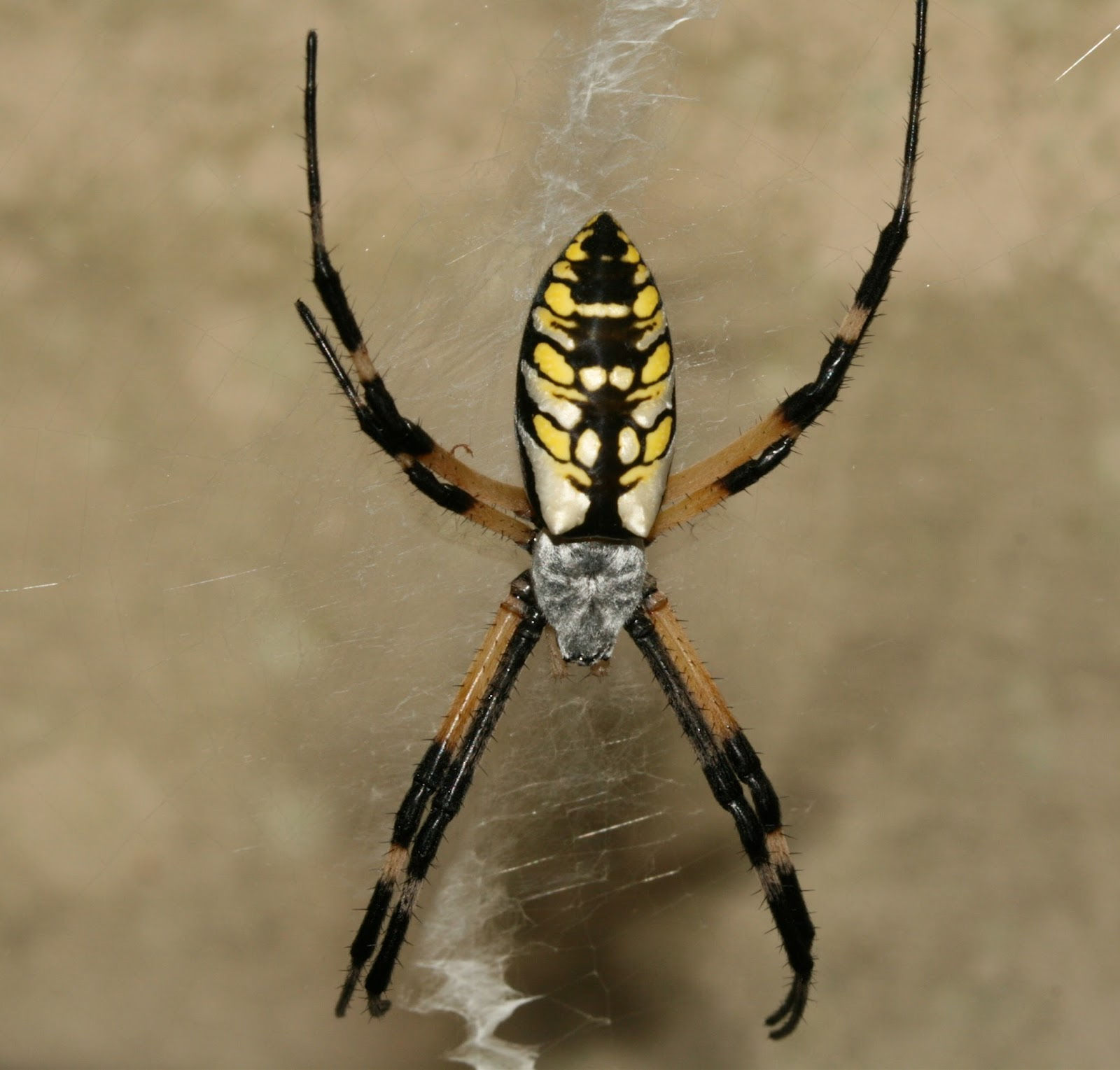 Wallpaper #HGcYCpMBSpphPi3-btPW349 Sweating the Small Stuff the Black and Yellow Garden Spider Argiope