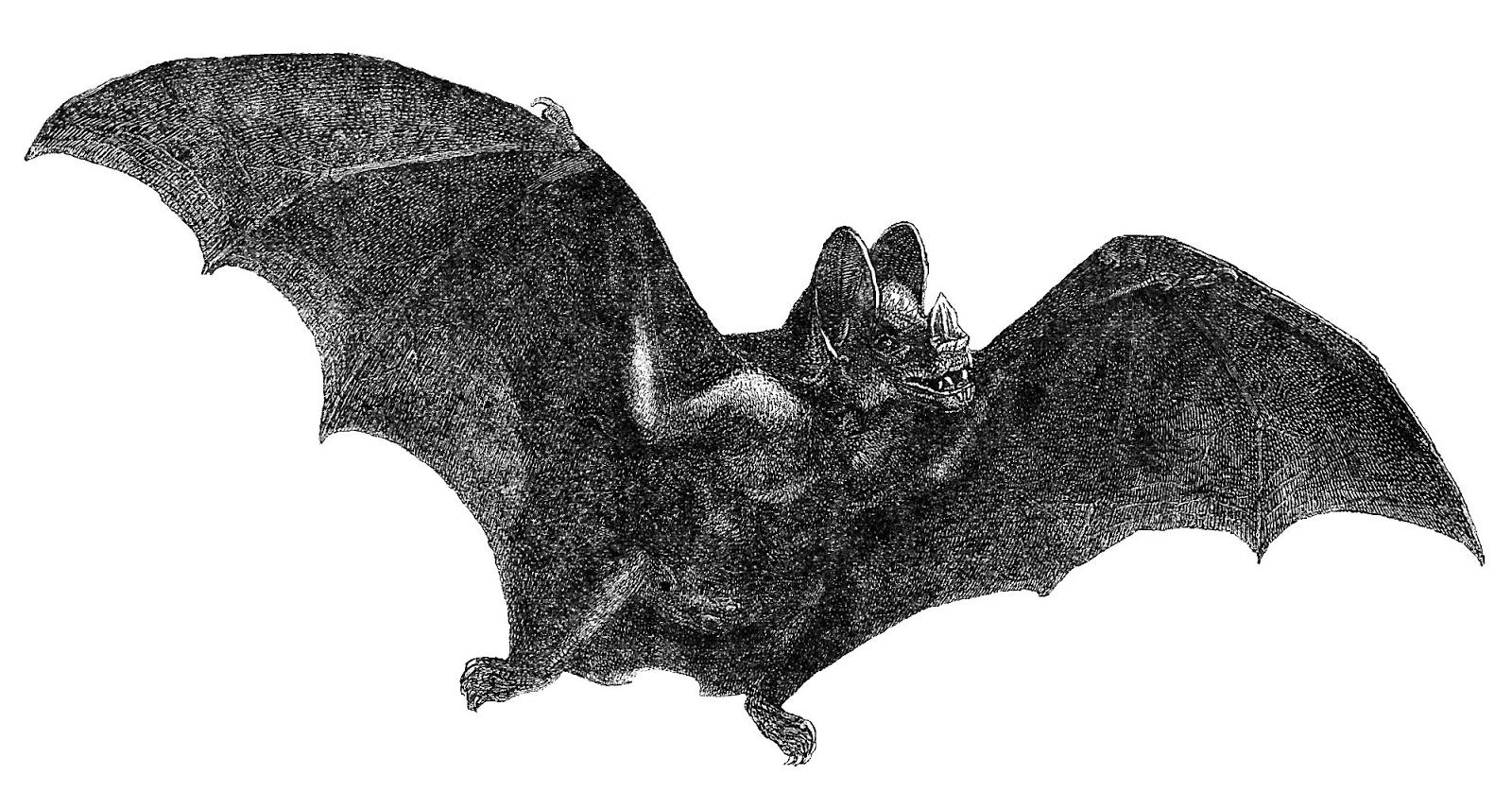 Wallpaper #r3KDMpMBX2lk1u3ogFrF43 Antique Images Free Halloween Clip Art Vintage Vampire Bat in Flight
