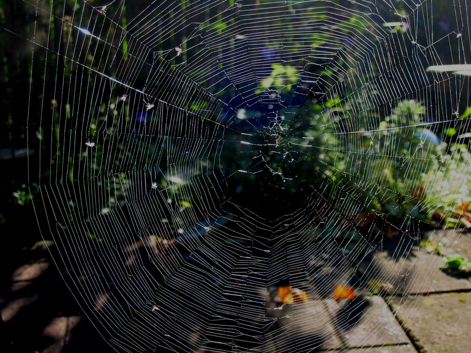 Wallpaper #mWf1-JIBSpphPi3-LItN90 The Moonlight Gardener Spider Web Art