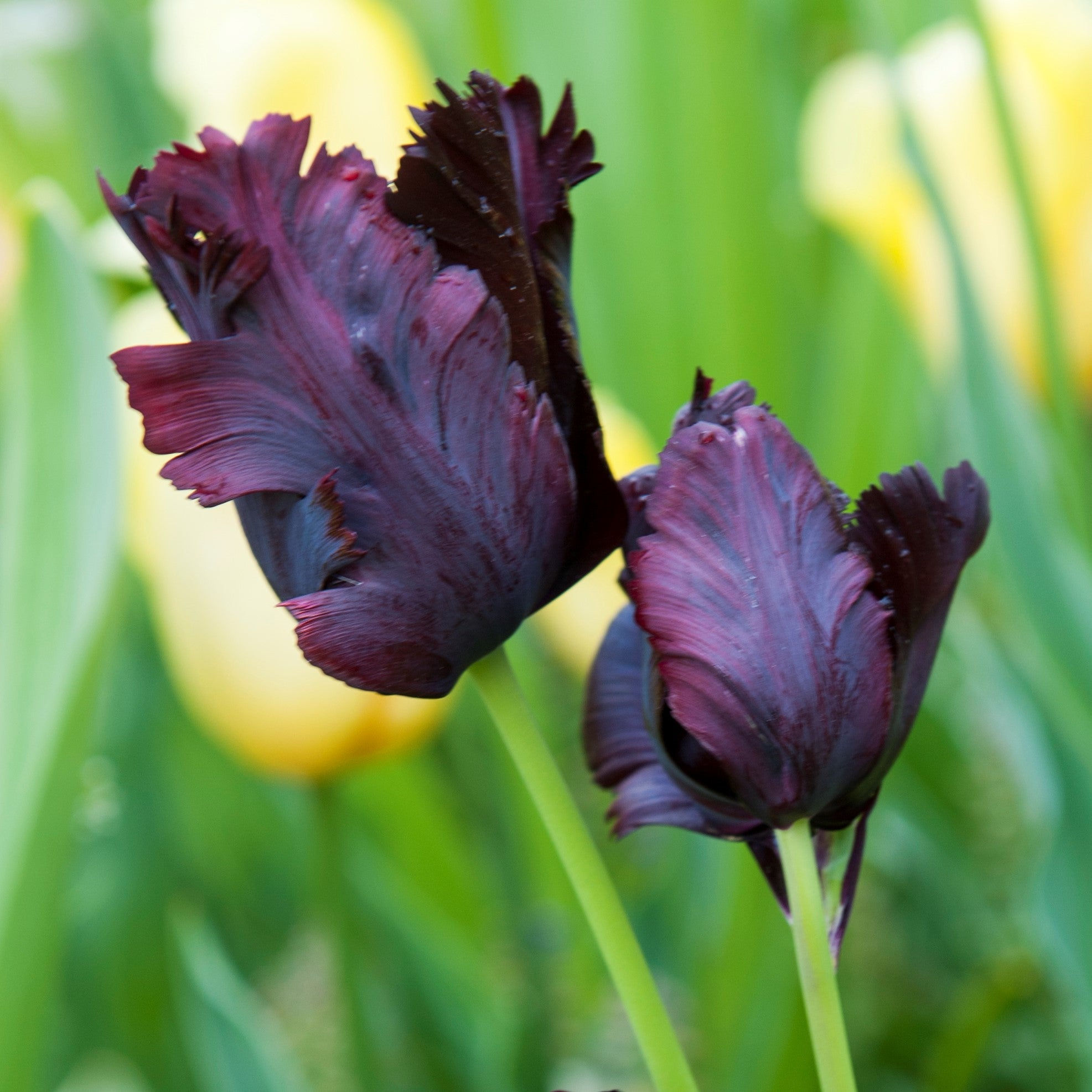 Wallpaper #0f480 Tulips Golden Varietie Stock Image Image of Grass 19338473