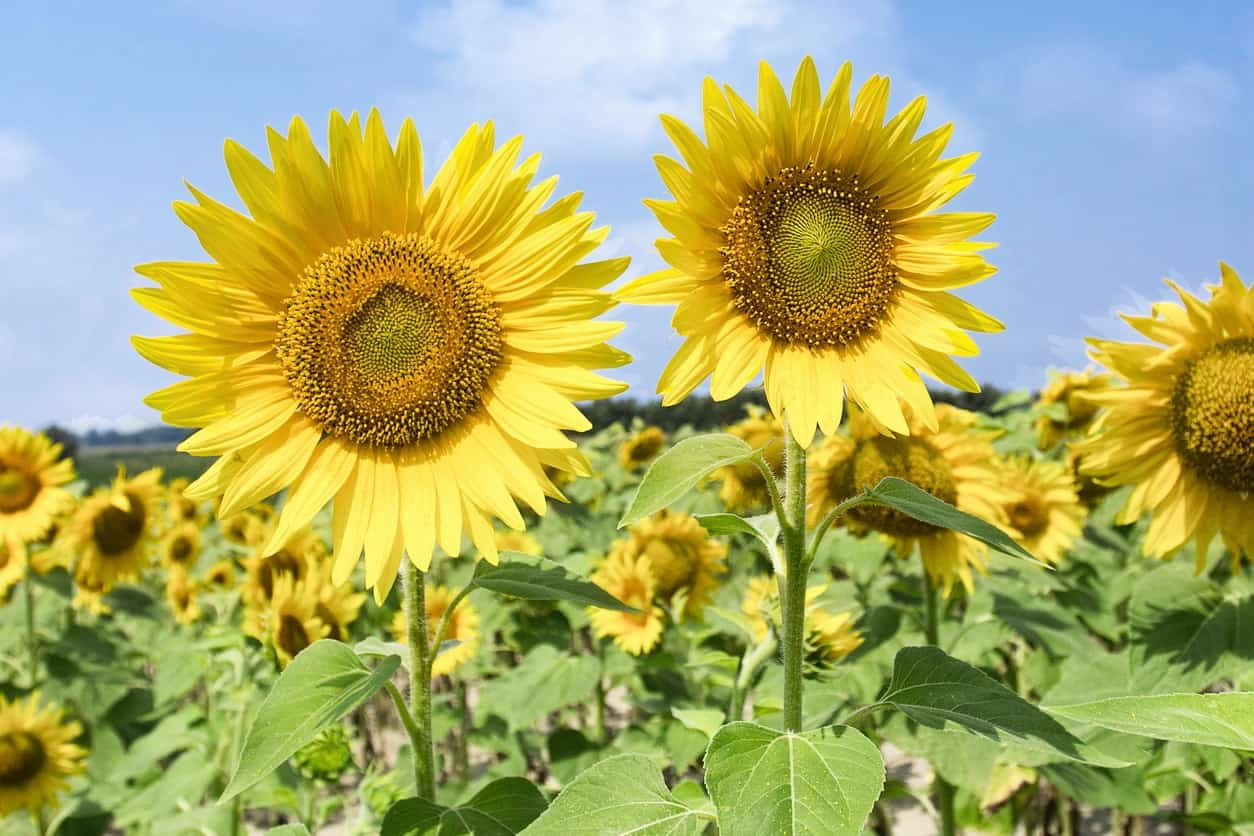 Wallpaper #0DCE3 Florida Wildflowers Narrowleaf Sunflower Gardening in the Panhandle