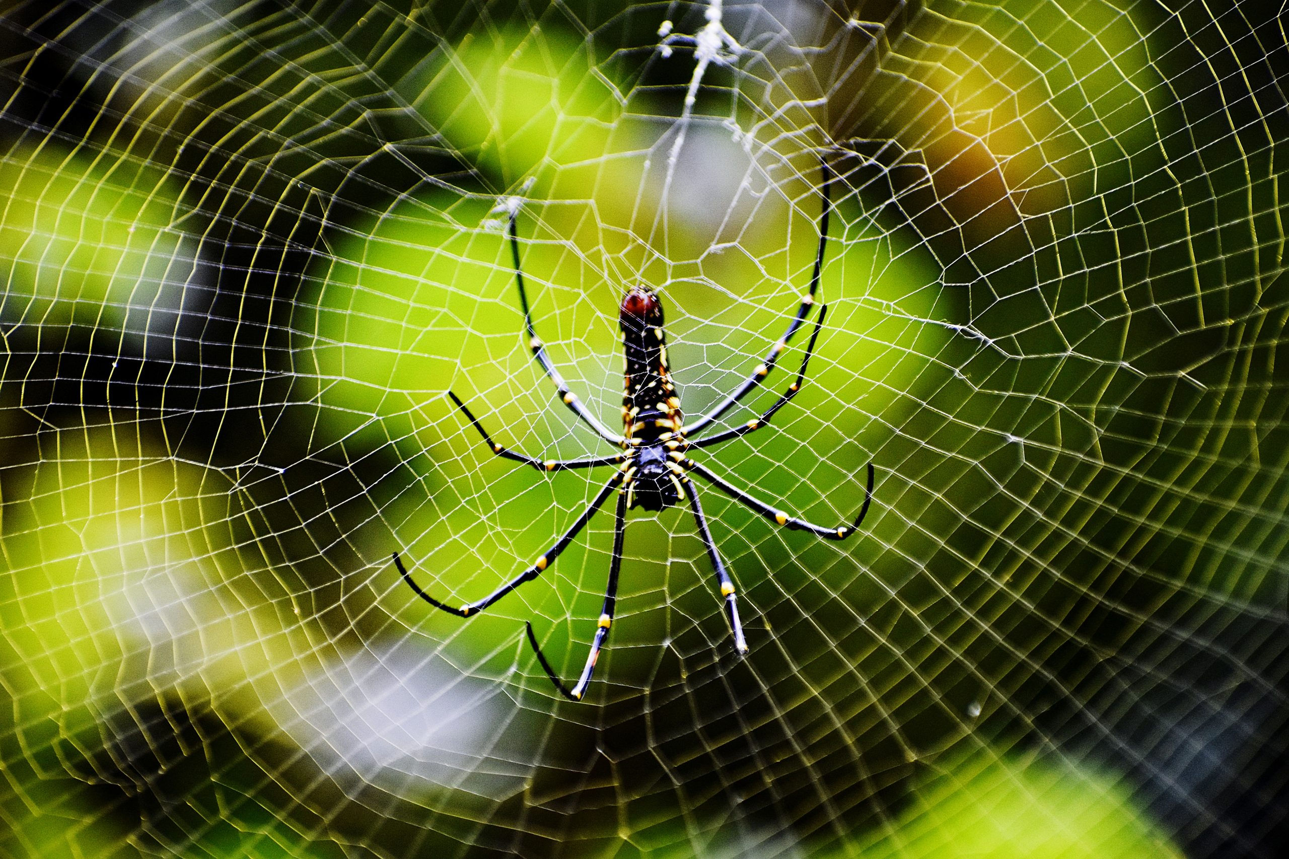 Wallpaper #82dGAZMBSpphPi3-KqlJ269 Spider and Spiders Web Pixahive