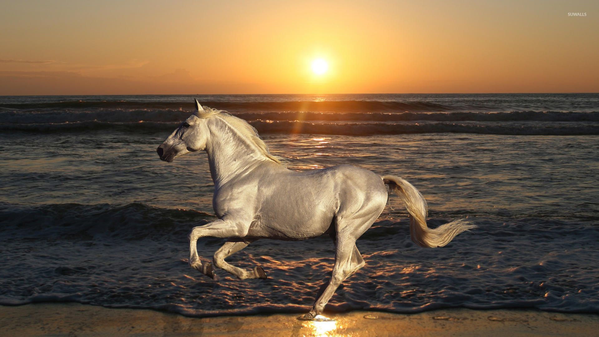 Wallpaper #8h2ULJMBlOZrFDOkIMqE317 White Horse Running on the Beach