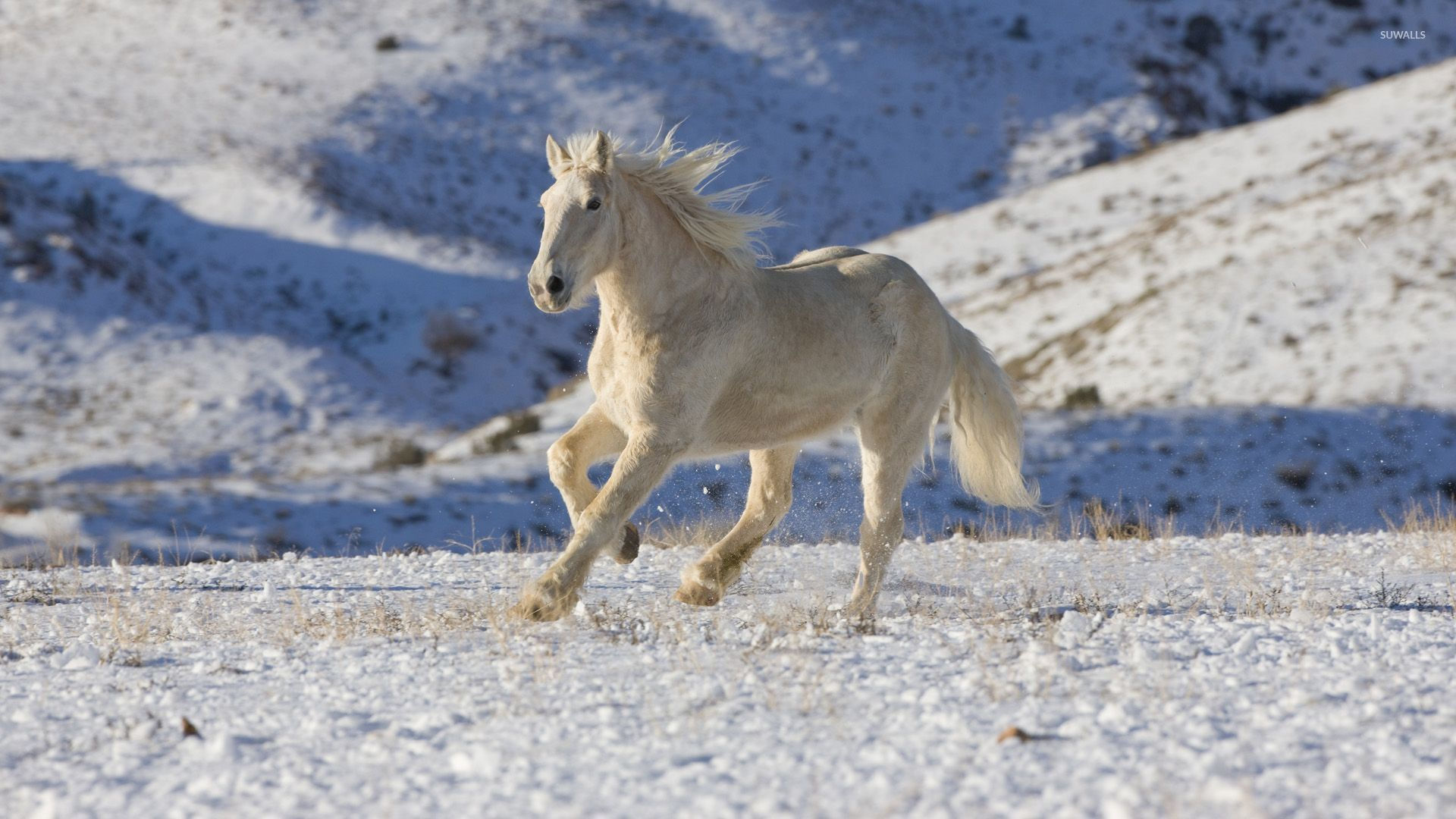 Wallpaper #8h2ULJMBlOZrFDOkIMqE217 Beautiful Full HD White Horse Wallpaper Bmp Point