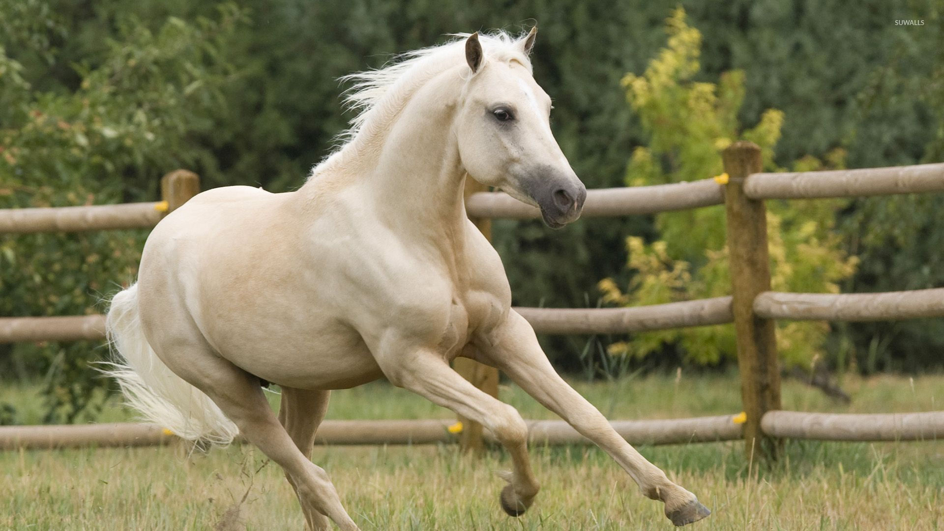Wallpaper #HWdNCpMBSpphPi3-pNQH268 Running Horse Images HD Horse Running Wallpaper Background HD