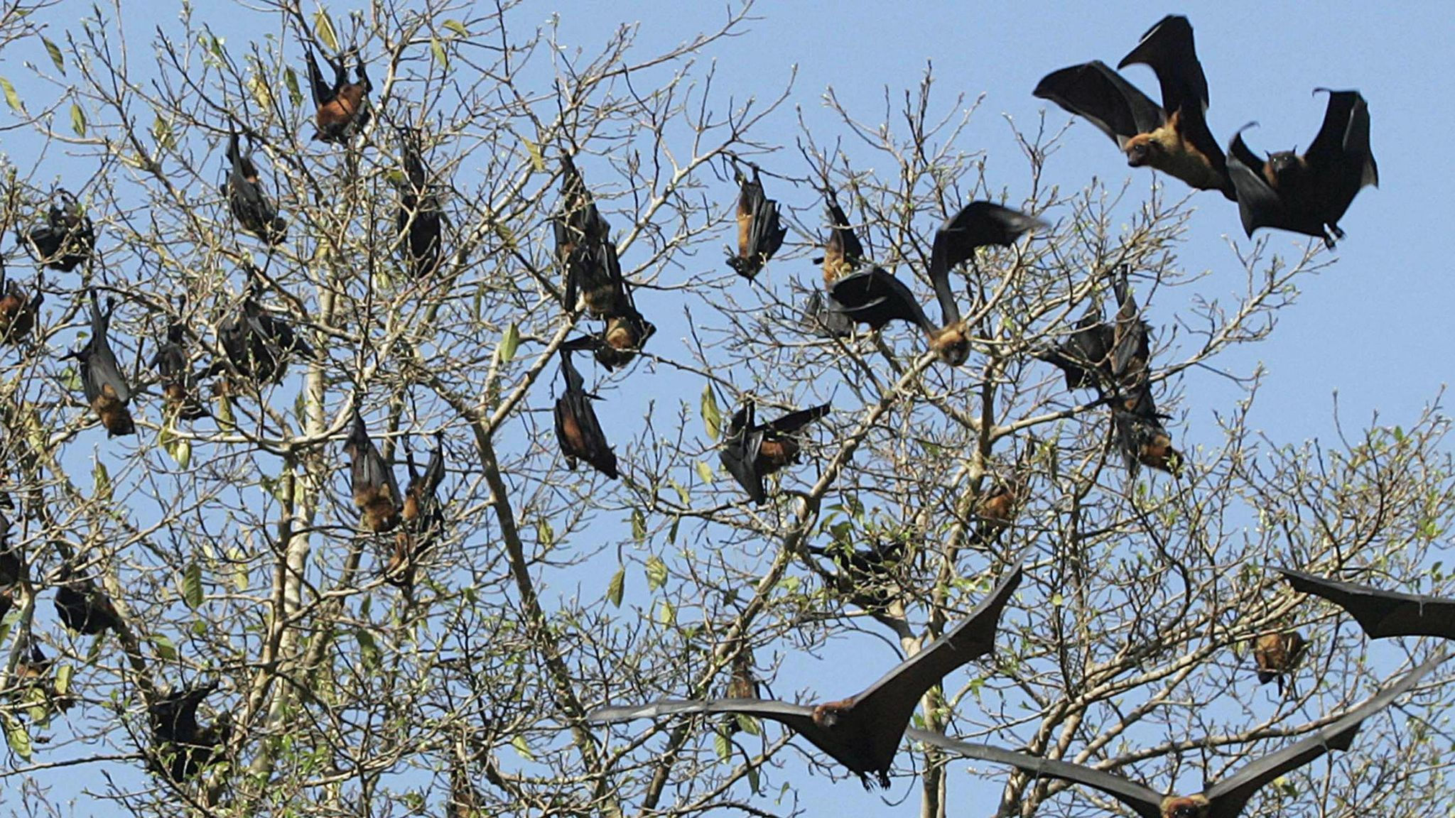 Wallpaper #uGcKC5MBSpphPi3-5NdM378 Incurable Bat Virus Nipah Sparks Alert in Indias Kerala State