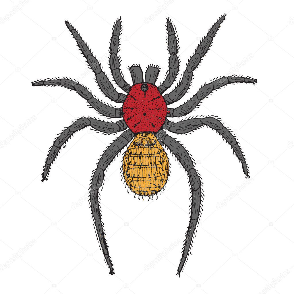 Wallpaper #46455 Brown Spider Cartoon Isolated Illustration Stock Vector Image Art Alamy