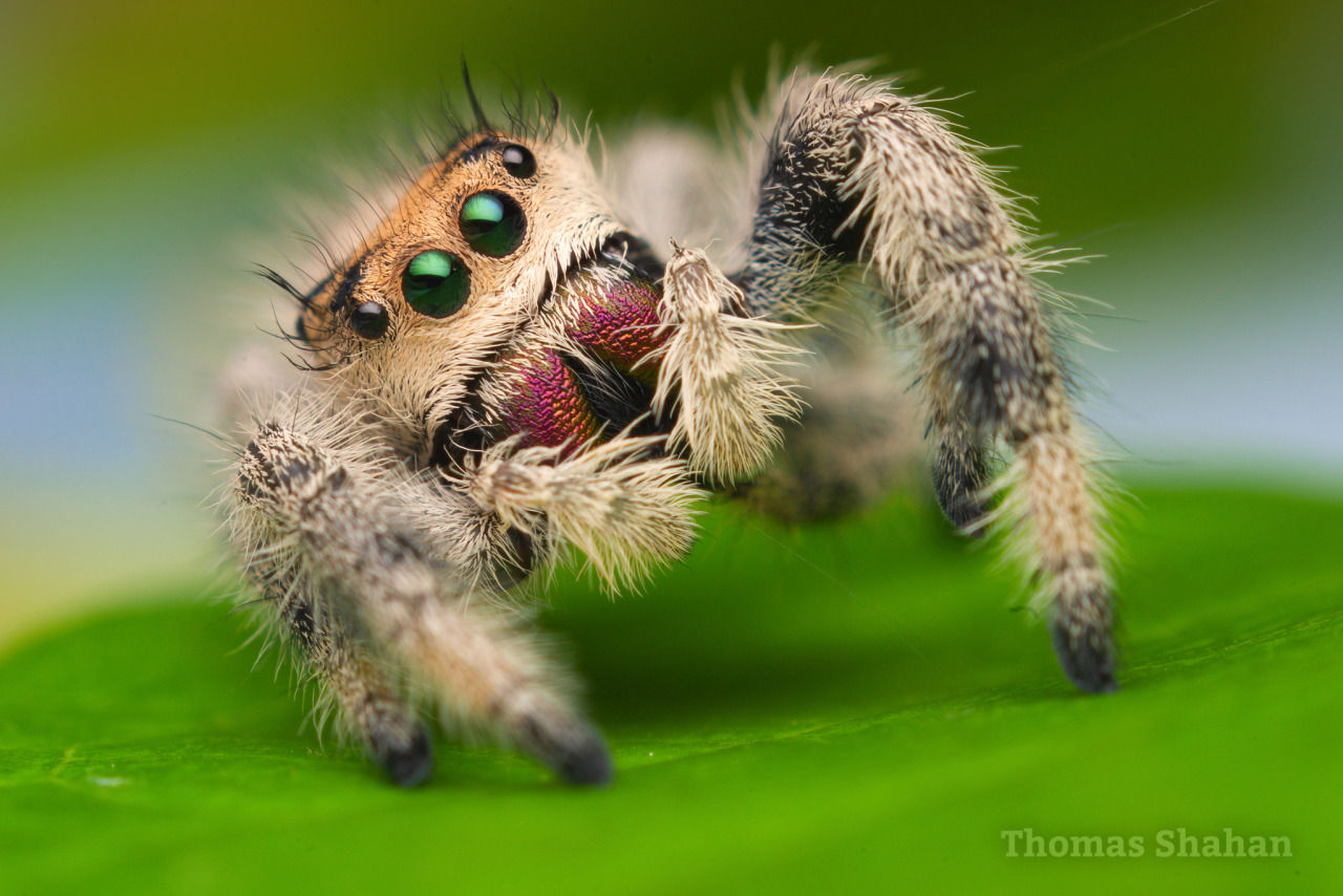 Wallpaper #e2dv9JIBSpphPi3-JXru112 Jumping Spiders in the Genus Phidippus Found One Nice Bug Per Day
